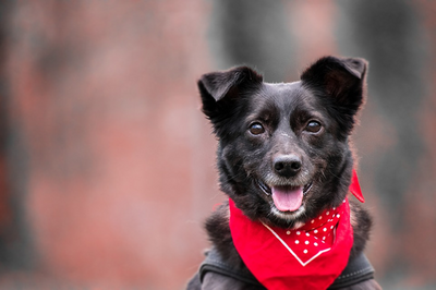 Reasons To Dress Up Your Pet