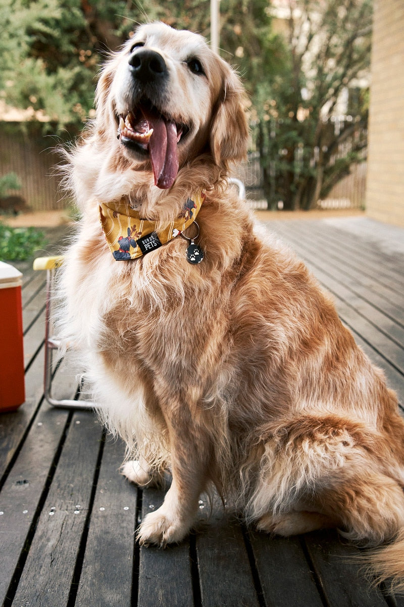 Bonds Pet Bandana - Puppies For Christmas
